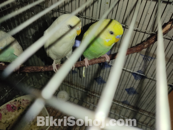 Budgerigar birds